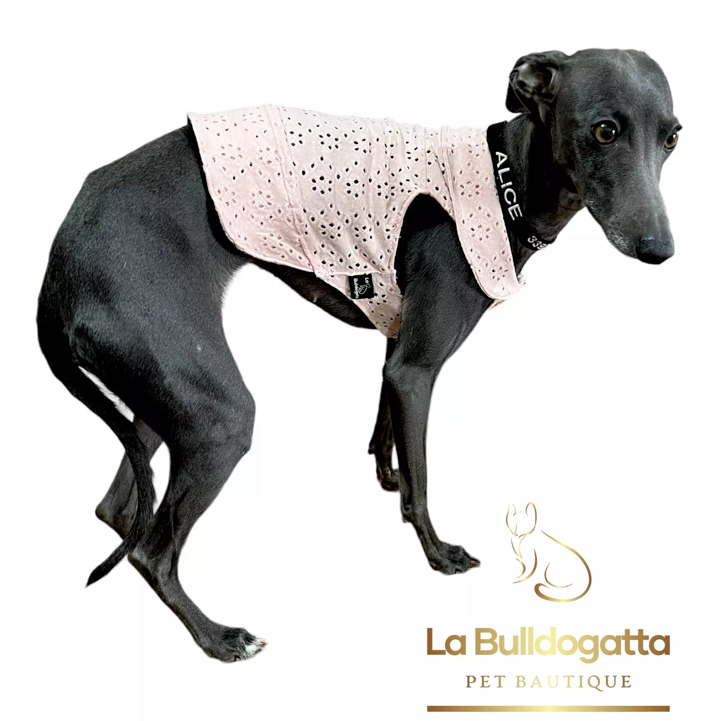 pink lace jersey shirt LITTLE ITALIAN GREYHOUND