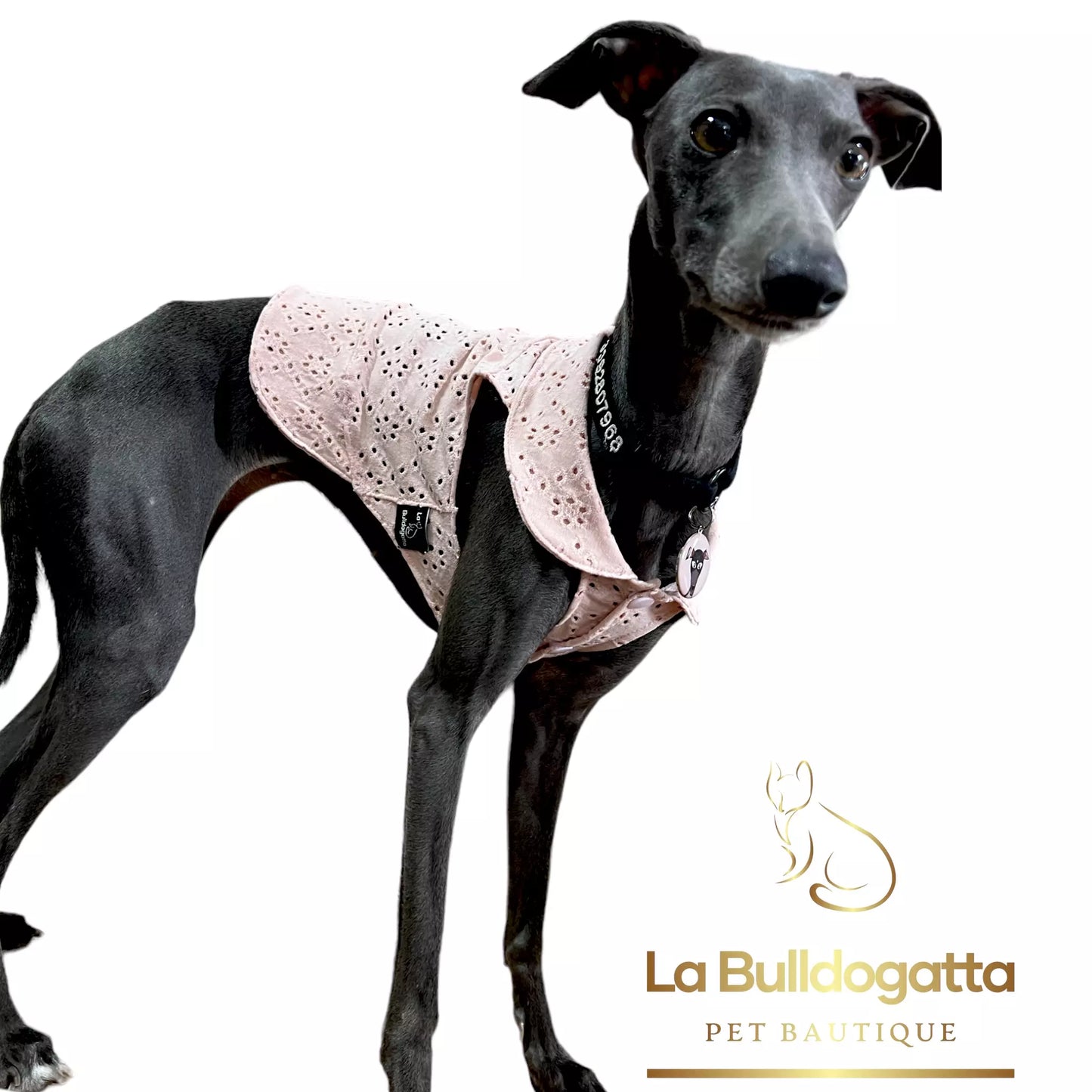 pink lace jersey shirt LITTLE ITALIAN GREYHOUND