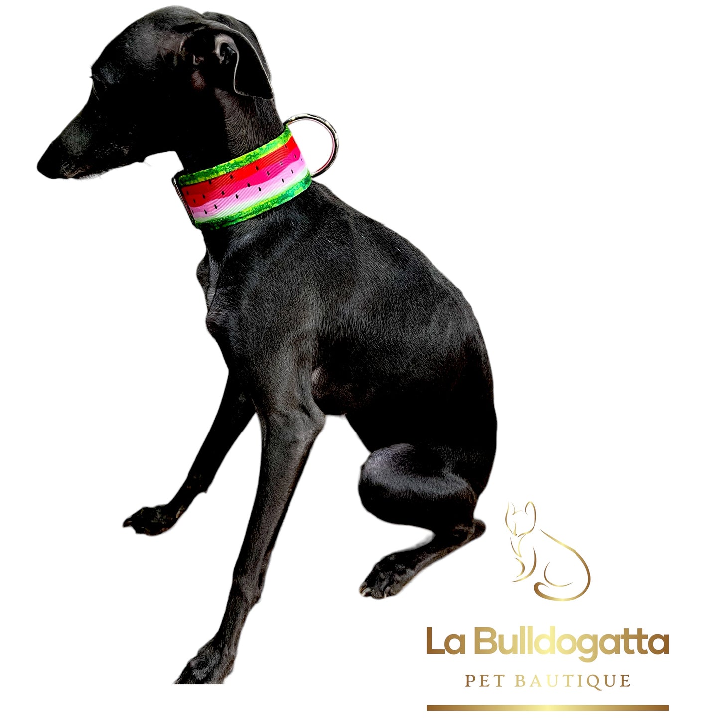 Adjustable collar 40 mm WATERMELON SMALL ITALIAN GREYHOUND