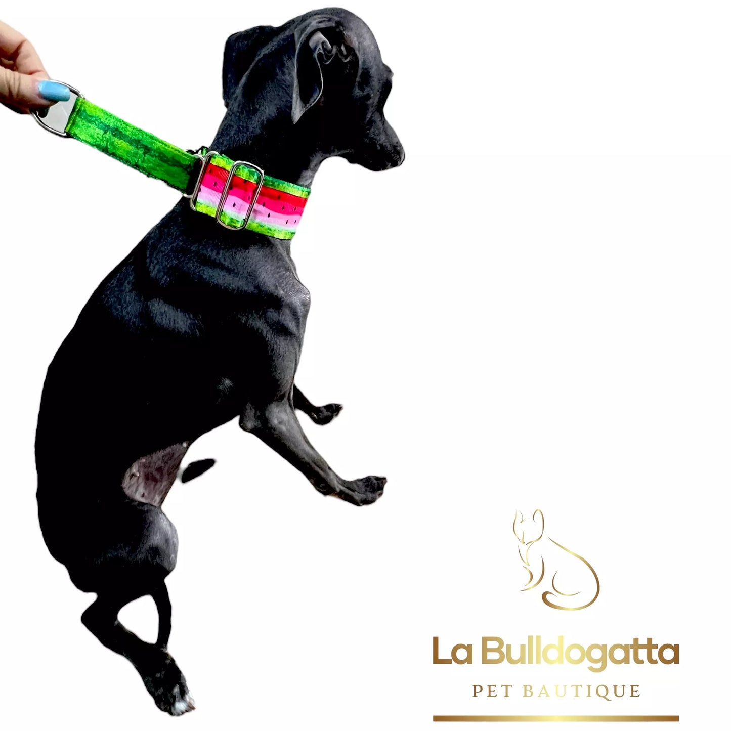 Martingale semi-strozzo 40 mm WATERMELON SMALL ITALIAN GREYHOUND