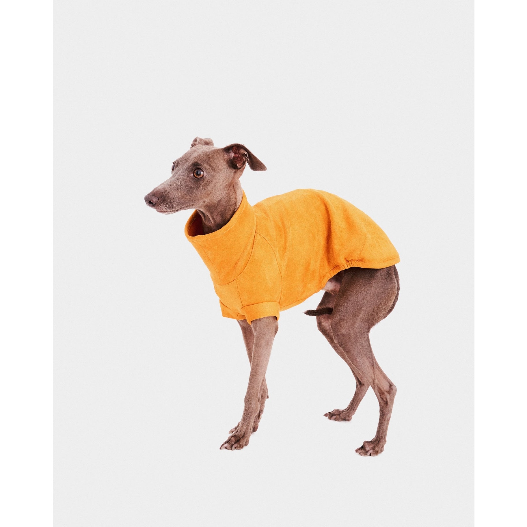 Whippet hoodie sale