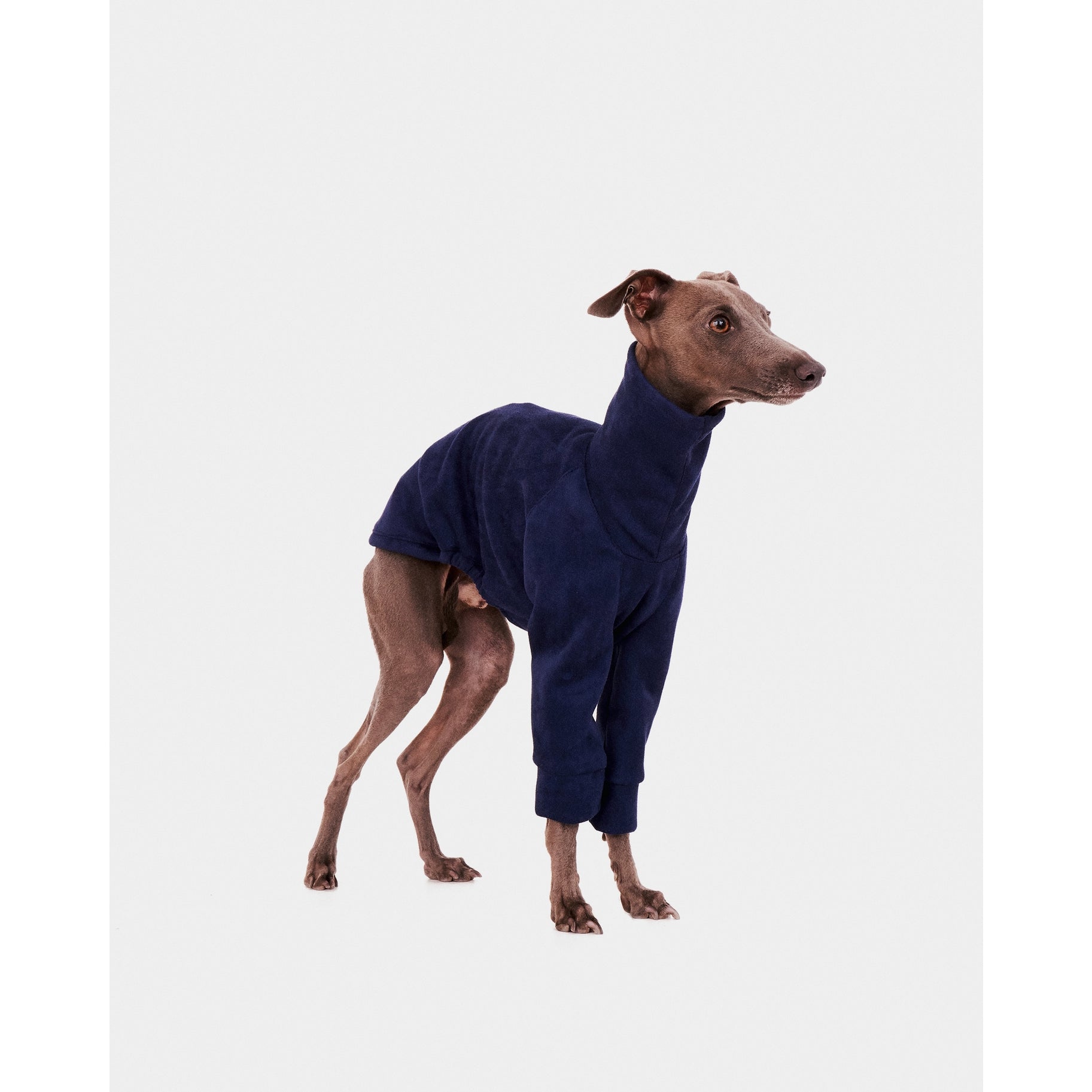 Whippet sweatshirt shop